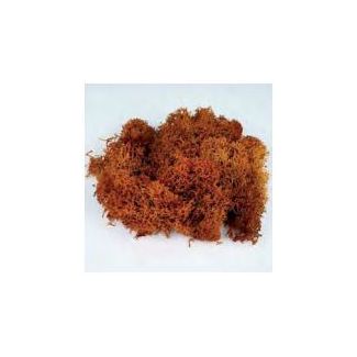 Musgo marron (25gr)   24040